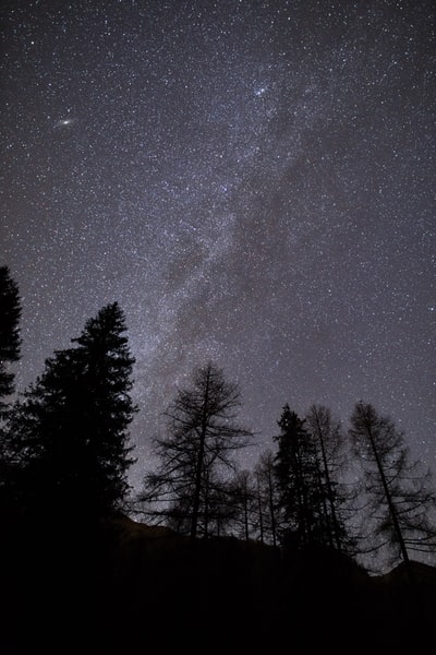 轮廓的树木在夜间
